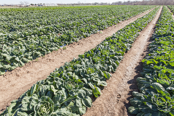 The Daily Dirt - Johnson's Backyard Garden