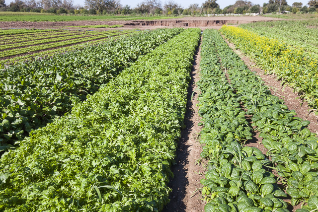 The Daily Dirt - Johnson's Backyard Garden