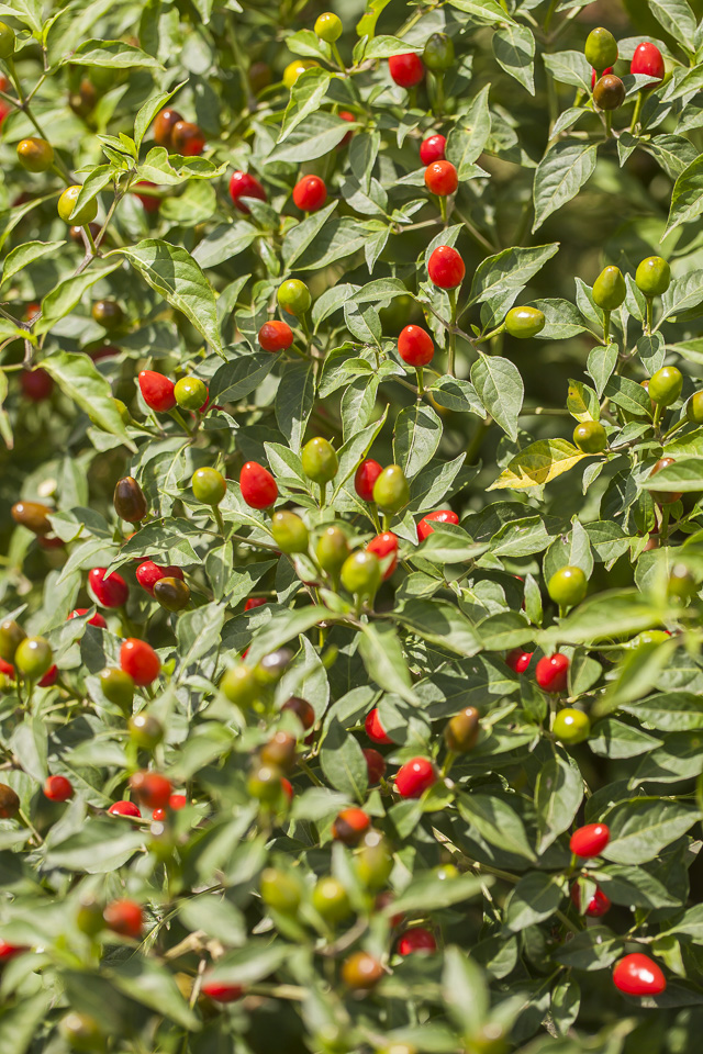 The Daily Dirt - Johnson's Backyard Garden